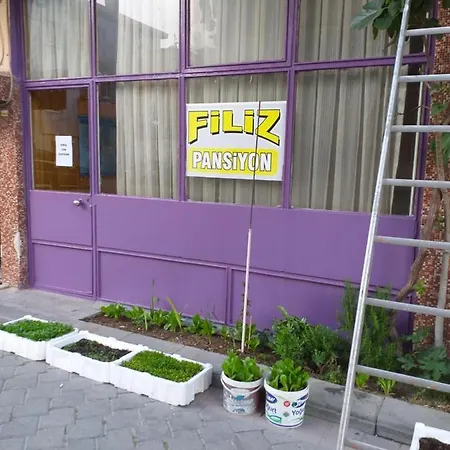 Filiz